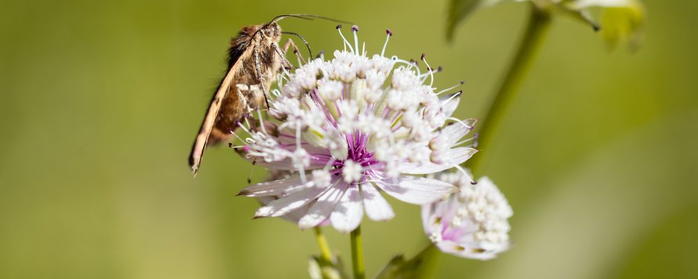 Astrantia met mot